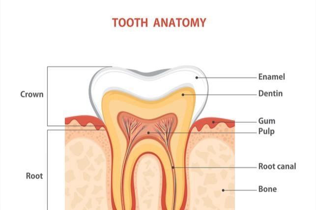types of cavities, Cavities